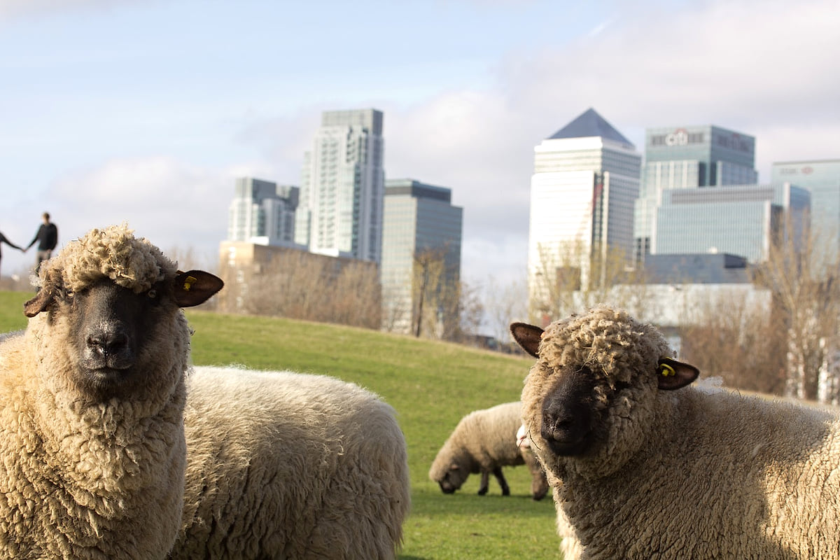 Free Farm in the Middle of the Isle of Dogs